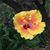 Roxanne Allen's profile image