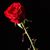 Giovanna Aizaz Manzoor's profile image