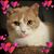 Sheryl Novak's profile image