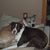 Carla Saieva Erickson's profile image