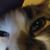 Ray Meg's profile image
