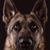 Bud Gordon's profile image