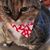 Debi Rimmer's profile image