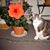 Chloe Stauffacher's profile image