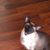 Leah Cavallaro Armstrong's profile image