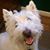 Wesley Wyndham Meade's profile image