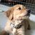 Maiju Stansel's profile image