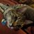 CB Pedescleaux's profile image
