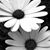 Lori Flowers-Ross's profile image