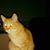 Allen Greg's profile image