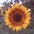 Cathy Cunningham's profile image