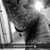 Chris Leveque's profile image