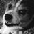 Rachel Ann Wolek's profile image