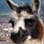 Lorrie Yeschick's profile image