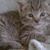 Suzanne Fellows's profile image