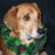 Sam Dotts's profile image