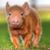 Heidi Uecker's profile image