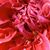 Faith Skogstad's profile image