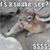 Sarah Greiner's profile image