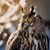 Melissa Scribner's profile image