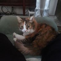 Denise Karpus's profile image