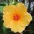 Carol Waldron Shabbott's profile image