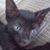 Diana Chisum Reyes's profile image
