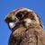 Alan Logue's profile image