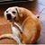 Divyam Bhagchandani's profile image