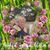 Diane Dombroski Suderman's profile image