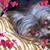 Linda Mays's profile image