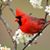 Marsha Curry's profile image