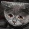 Debbie H.'s profile image