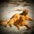 Cora Lea Nunn Orick's profile image