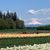 Dianne Petrzelka's profile image