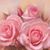 Dawn Montgomery's profile image