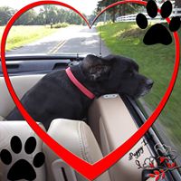 Rhonda Shipley's profile image