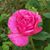 Laura Imburgio Proctor's profile image