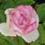 Jayca J Nellsch's profile image