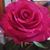 Maria Bolaños's profile image