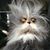 Dennis Schirtzinger's profile image