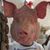 Rick Morales's profile image