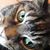 Sue Belden's profile image