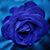 Kenneth Murray's profile image