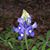 Lisa Vickery's profile image