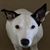 Anna Wong's profile image