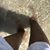 Alisa Brooks's profile image