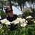 Pamela Johnstone's profile image