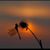 Lori Slemp Potter's profile image