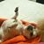 Alexis Jaesuria Vega's profile image